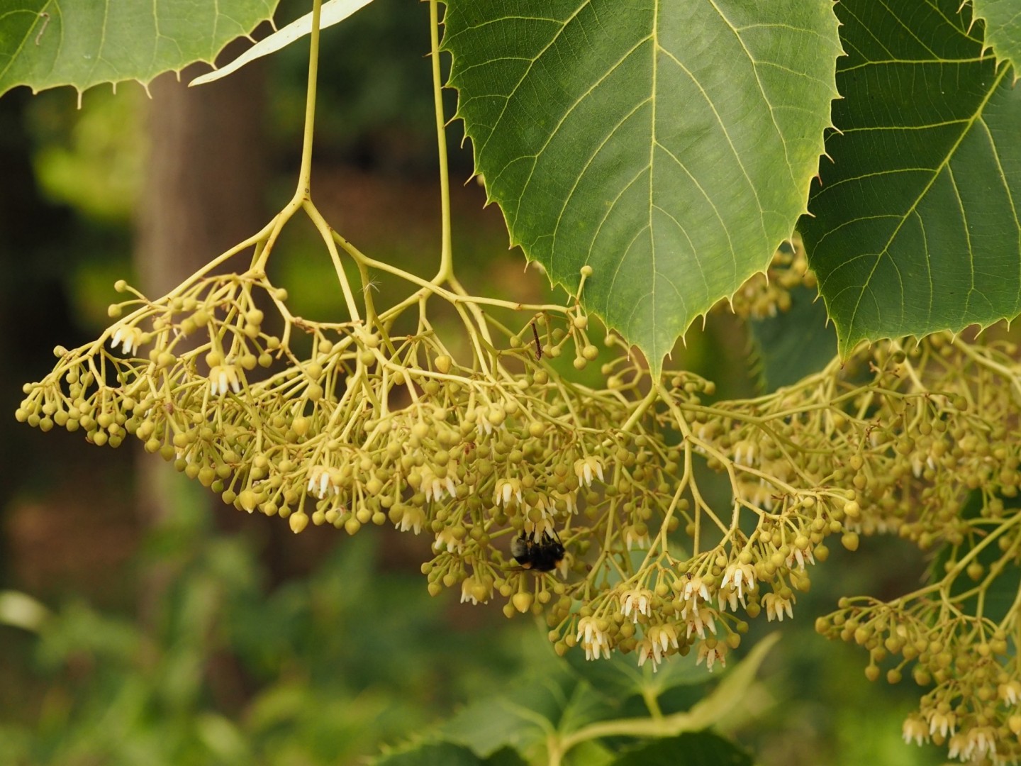 Zdjęcie Tilia henryana